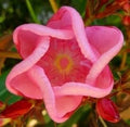 Sixfold Flower seeds for Planting Hardy Variety, Heirloom & GMO Free Seeds for Home Garden seeds for planting