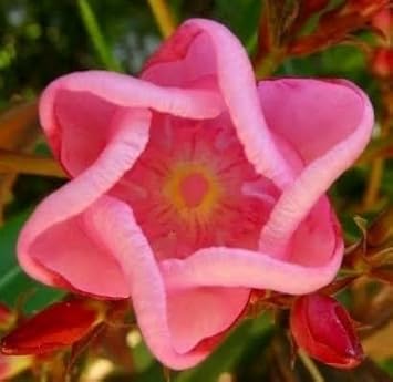 Sixfold Flower seeds for Planting Hardy Variety, Heirloom & GMO Free Seeds for Home Garden seeds for planting