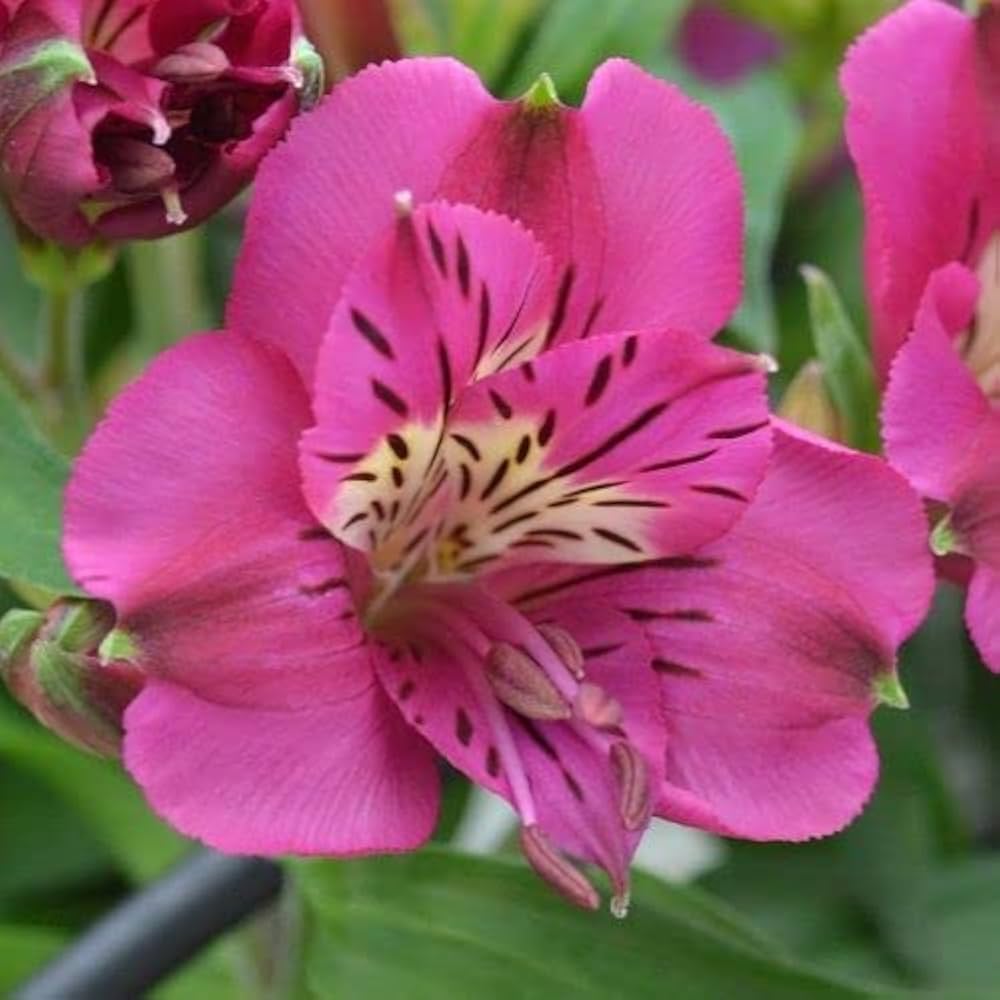High quality Pink Alstroemeria Flower seeds for Planting Vibrant Colors, Heirloom & GMO Free Seeds for Home Garden seeds pack