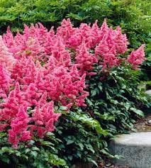 Astilbe Flower seeds for Planting Hardy Variety Heirloom & GMO Free Seeds for Home Garden 
 
 Sale for planting in home garden
