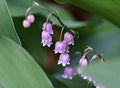 Purple Bell Orchid Flower seeds for Planting Low Maintenance, Heirloom & GMO Free Seeds for Home Garden seeds for planting