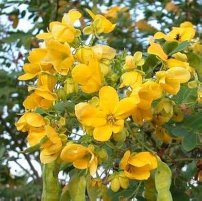Cassia Biflora Flower seeds for Planting Hardy Variety Heirloom & GMO Free Seeds for Home Garden