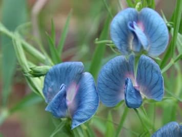 Blue Lathyrys Satuvys Flower seeds for Planting Perfect for Borders, Heirloom & GMO Free Seeds for Home Garden seeds for planting