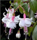Fuchsias White Pink Flower seeds for Planting Seasonal Bloomer, Heirloom & GMO Free Seeds for Home Garden seeds for planting