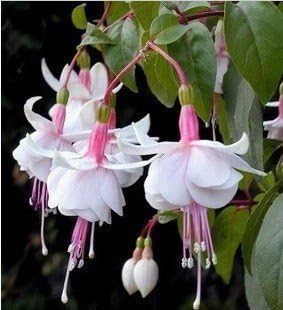 Fuchsias White Pink Flower seeds for Planting Seasonal Bloomer, Heirloom & GMO Free Seeds for Home Garden seeds for planting
