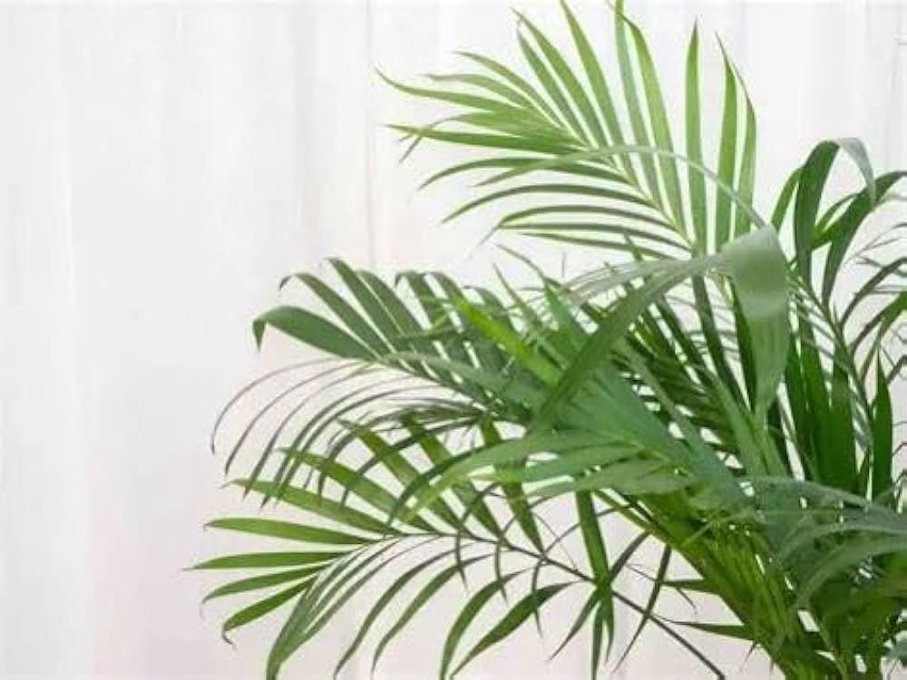 Green Chrysalidocarpus Lutescens Flower seeds for Planting Cottage Garden Essential, Heirloom & GMO Free Seeds for Home Garden vegetable and garden seeds