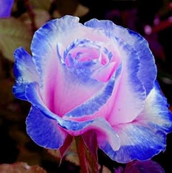 Pink and Blue Rose Flower seeds for Planting Perfect for Borders, Heirloom & GMO Free Seeds for Home Garden seeds for planting