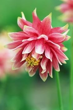High quality Pale Pink Columbines Flower seeds for Planting Colorful Display, Heirloom & GMO Free Seeds for Home Garden seeds pack