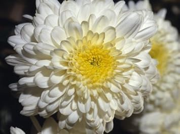 Premium Yellow White Chrysanthemum Flower seeds for Planting Drought Tolerant, Heirloom & GMO Free Seeds for Home Garden seeds