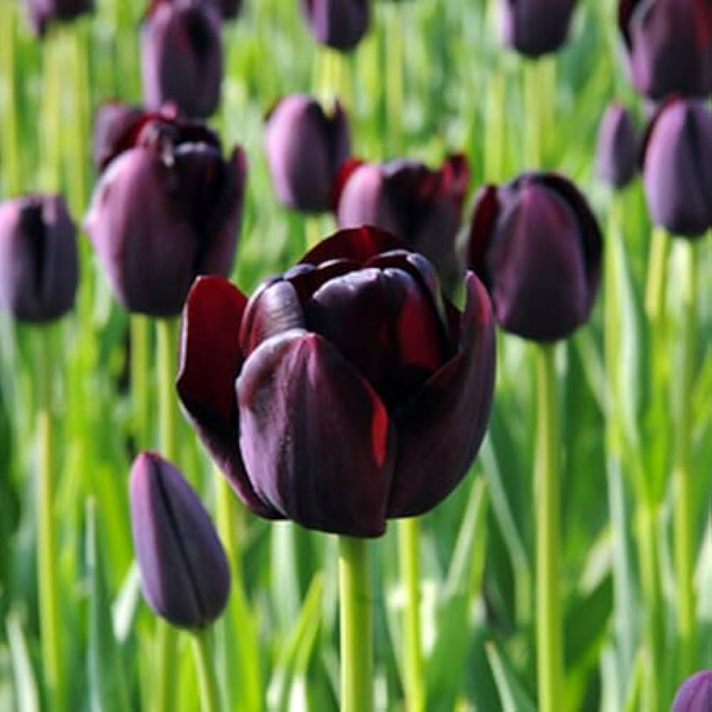 Black Tulip Flower Seeds for Planting Seasonal Bloomer Heirloom & GMO Free Seeds for Home Garden seeds for planting