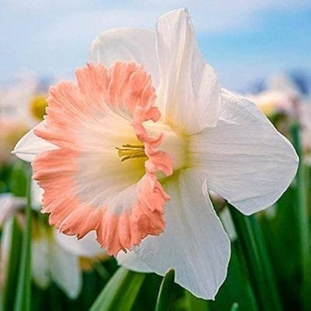 Pale Pink Narcissus Flower seeds for Planting Shade Tolerant, Heirloom & GMO Free Seeds for Home Garden vegetable and garden seeds