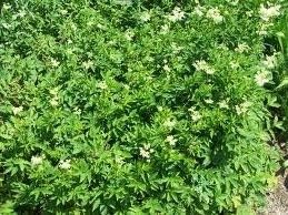 Premium Green Filipendula Flower seeds for Planting Fragrant Blossoms, Heirloom & GMO Free Seeds for Home Garden seeds