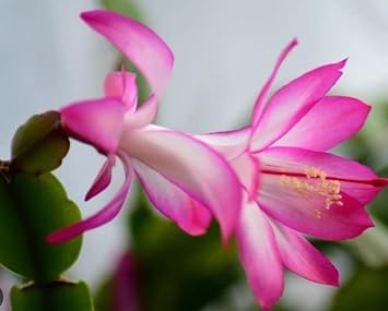 White Pink Zygocactus Truncatus Flower seeds for Planting Long Bloom Season, Heirloom & GMO Free Seeds for Home Garden seeds for planting