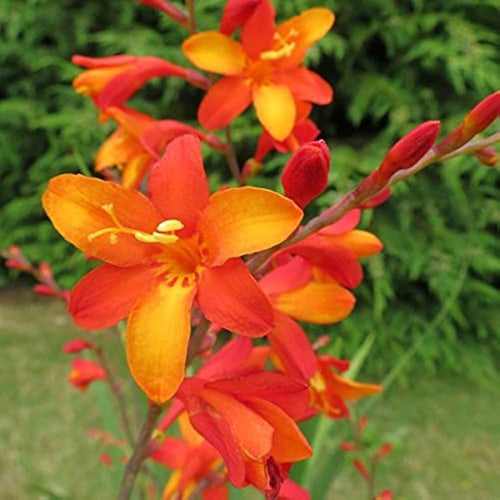Premium Bressingham Flower seeds for Planting Hardy Variety, Heirloom & GMO Free Seeds for Home Garden seeds