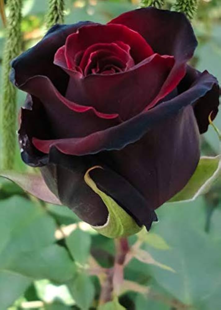 Red Baccara Flower seeds for Planting Seasonal Bloomer, Heirloom & GMO Free Seeds for Home Garden vegetable and garden seeds