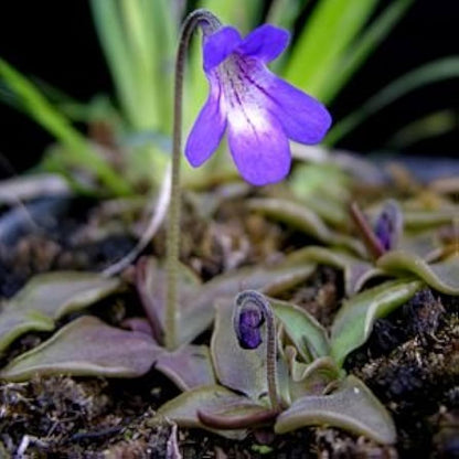 Pinguicula Poldinii Flower seeds for Planting Wildflower Mix Heirloom & GMO Free Seeds for Home Garden