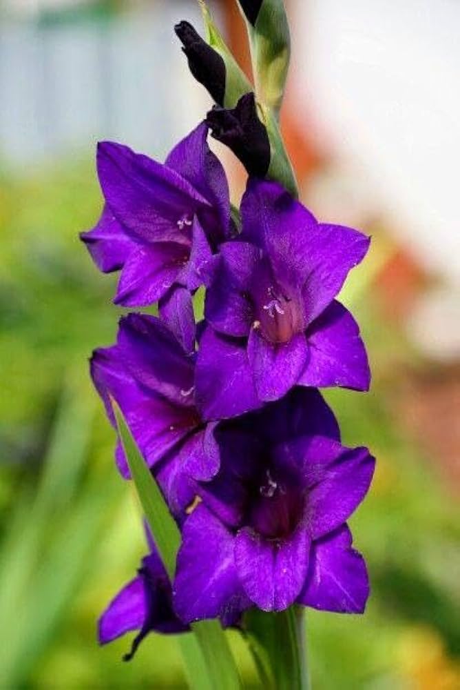 Amaryllis Purple Flower seeds for Planting Drought Tolerant Heirloom & GMO Free Seeds for Home Garden