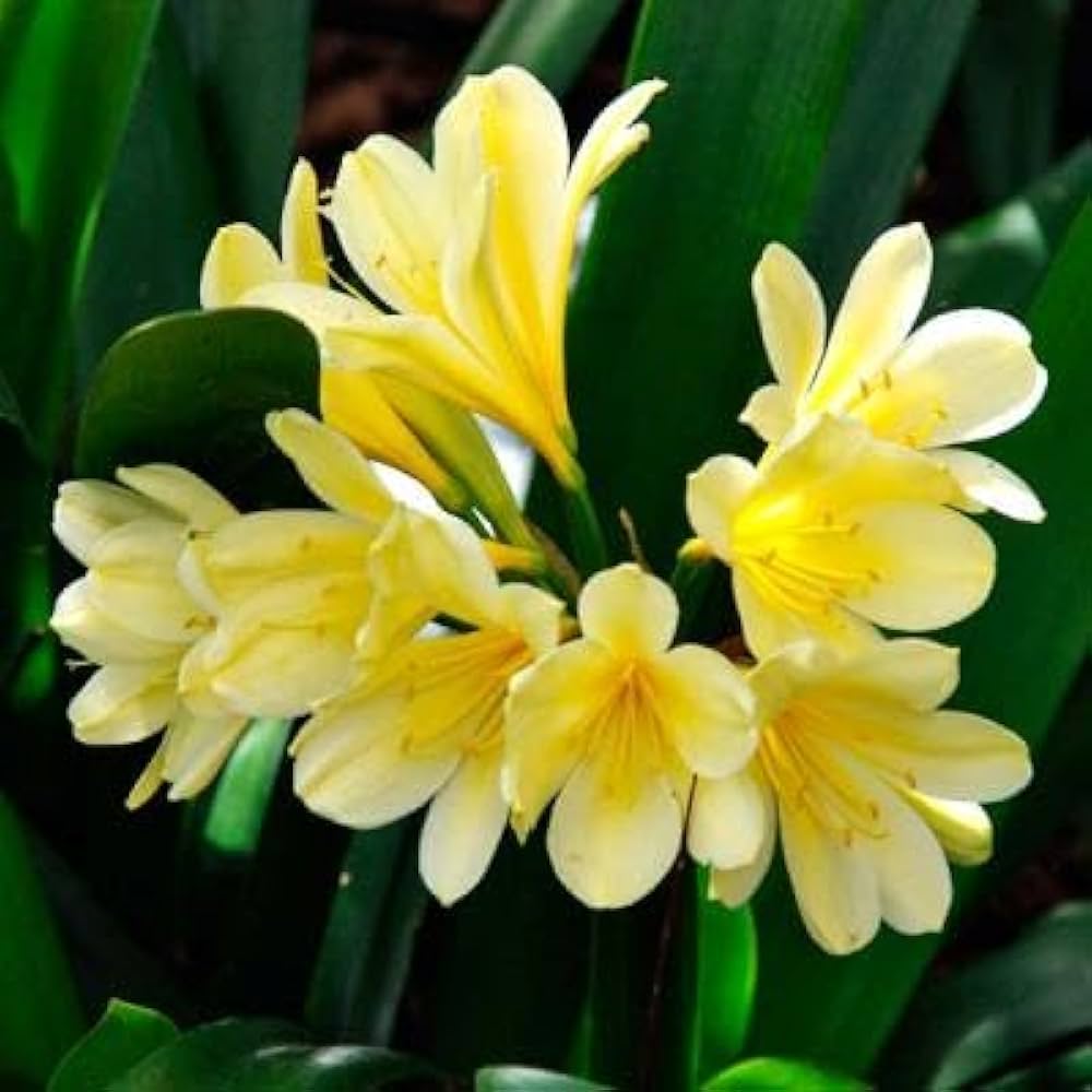 Lily Clivia Flower seeds for Planting - Shade Tolerant, Heirloom & GMO Free Seeds for Home Garden