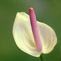 Pink White Anthurium Flower seeds for Planting Cottage Garden Essential, Heirloom & GMO Free Seeds for Home Garden seeds for planting