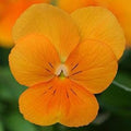 Orange Viola Sorbet Flower seeds for Planting Fragrant Blossoms, Heirloom & GMO Free Seeds for Home Garden seeds for planting
