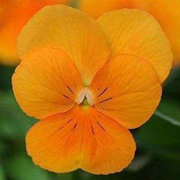 Orange Viola Sorbet Flower seeds for Planting Fragrant Blossoms, Heirloom & GMO Free Seeds for Home Garden seeds for planting