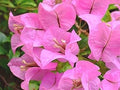 Baby Pink Bougainvillea Flower seeds for Planting Perfect for Borders, Heirloom & GMO Free Seeds for Home Garden seeds for planting
