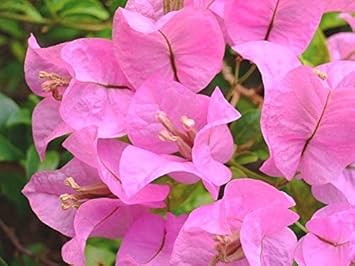 Baby Pink Bougainvillea Flower seeds for Planting Perfect for Borders, Heirloom & GMO Free Seeds for Home Garden seeds for planting