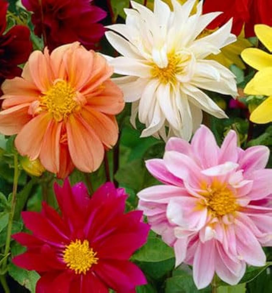 Mixed Color Flower seeds for Planting Shade Tolerant, Heirloom & GMO Free Seeds for Home Garden vegetable and garden seeds