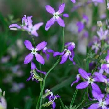 High quality Matthiola Flower seeds for Planting Perfect for Borders, Heirloom & GMO Free Seeds for Home Garden seeds pack