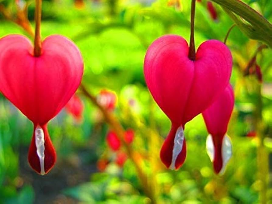Bleeding Heart or Dicentra spectabilis Flower seeds for Planting Perfect for Borders, Heirloom & GMO Free Seeds for Home Garden vegetable and garden seeds