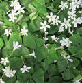 Oxalis Acetosella Flower seeds for Planting Shade Tolerant, Heirloom & GMO Free Seeds for Home Garden seeds for planting