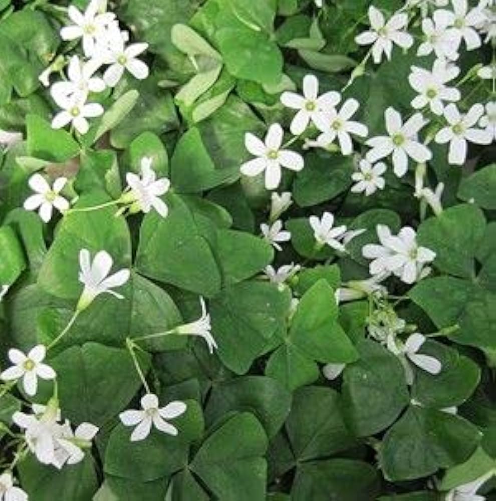 Oxalis Acetosella Flower seeds for Planting Shade Tolerant, Heirloom & GMO Free Seeds for Home Garden seeds for planting