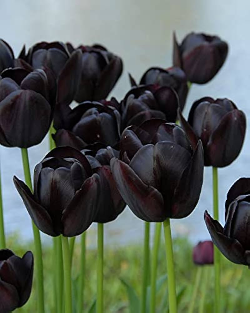 Premium Black Tulip Flower seeds for Planting Cottage Garden Essential, Heirloom & GMO Free Seeds for Home Garden seeds