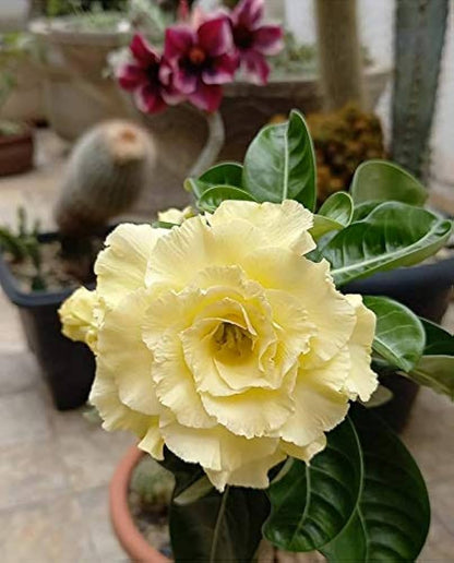 Light Yellow Adenium Obesum Seeds Flower seeds for Planting Easy to Grow Heirloom & GMO Free Seeds for Home Garden