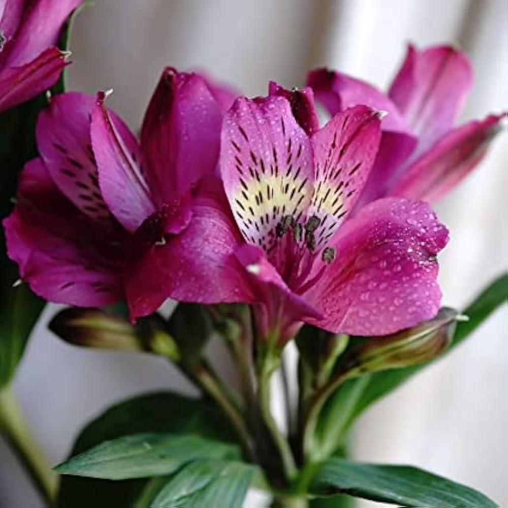Pink Alstroemeria Flower seeds for Planting Vibrant Colors, Heirloom & GMO Free Seeds for Home Garden vegetable and garden seeds