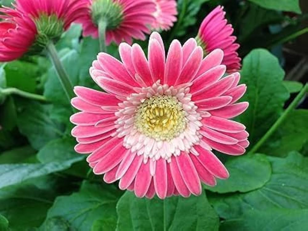 Premium Pink Jamesonii Flower seeds for Planting Sun Loving, Heirloom & GMO Free Seeds for Home Garden seeds