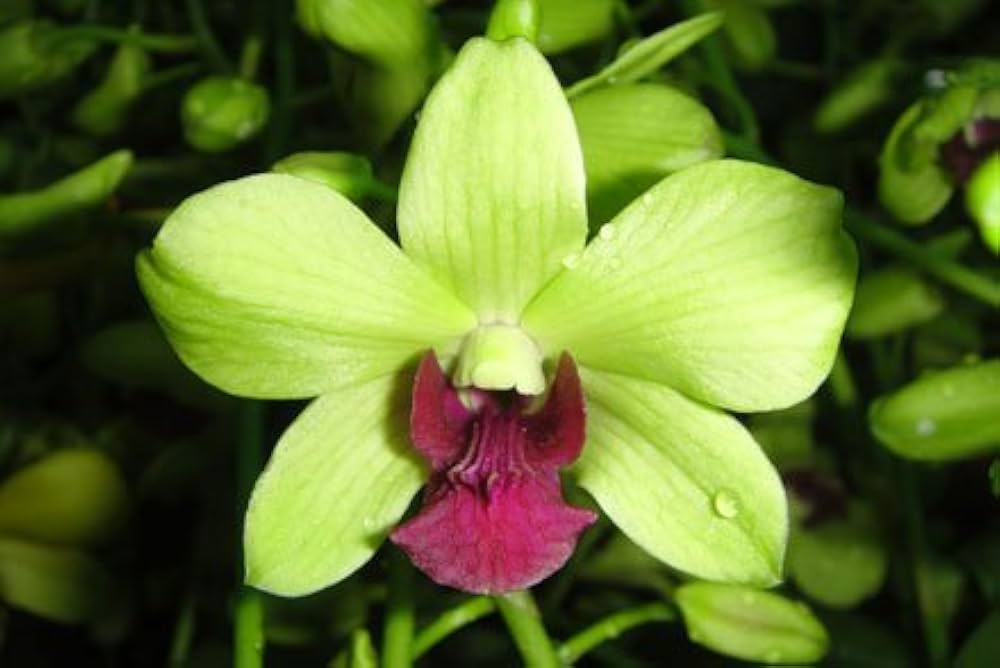 Green Red Dendrobium Flower seeds for Planting Shade Tolerant, Heirloom & GMO Free Seeds for Home Garden Sale seeds for planting