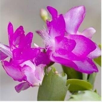 Violet Schlumbergera Flower seeds for Planting Garden Favorite, Heirloom & GMO Free Seeds for Home Garden seeds for planting