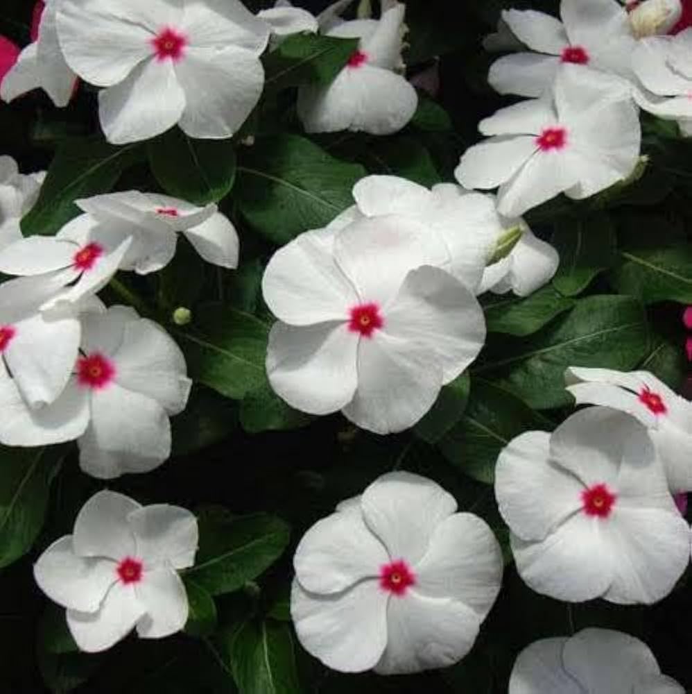 High quality Periwinkle Flower seeds for Planting Colorful Display, Heirloom & GMO Free Seeds for Home Garden seeds pack