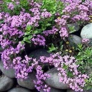 Pink Saponaria Ocymoides Flower seeds for Planting Cottage Garden Essential, Heirloom & GMO Free Seeds for Home Garden seeds for planting
