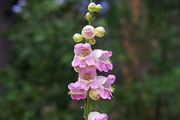 Premium Violet Penstemon Flower seeds for Planting Hardy Variety, Heirloom & GMO Free Seeds for Home Garden seeds