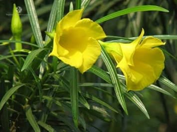 Thevetia Peruviana Flower Seeds – Heirloom Non-GMO Vibrant Blooms for Home Garden Planting
 
 Sale seeds for home garden