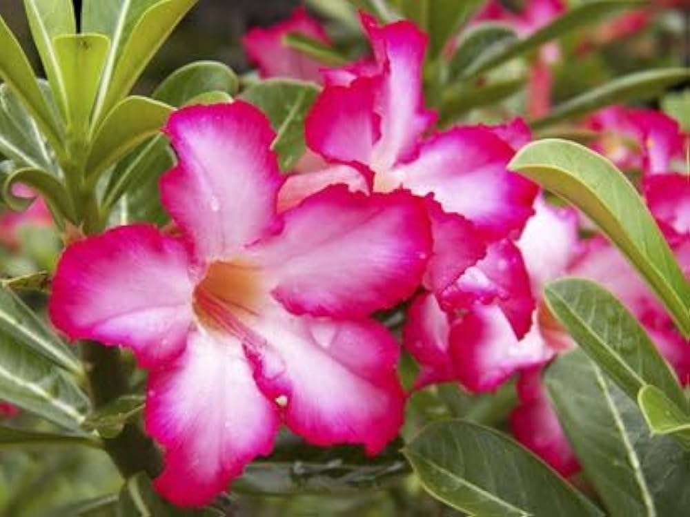 Adenium Obesum Flower seeds for Planting Pollinator Friendly, Heirloom & GMO Free Seeds for Home Garden vegetable and garden seeds