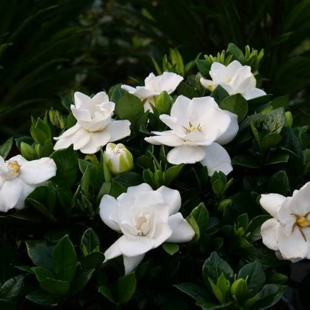 Gardenia Jasminoides Flower seeds for Planting Vibrant Colors Heirloom & GMO Free Seeds for Home Garden
