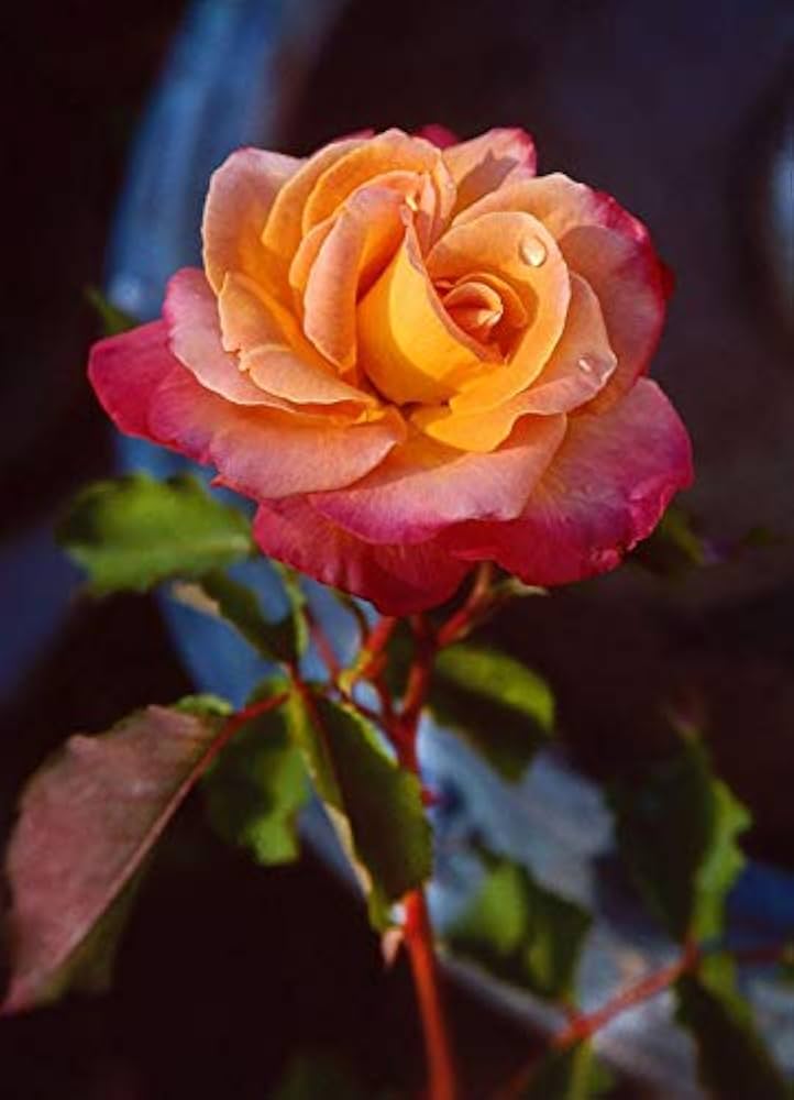 Dragon Rose Pink Yellow Flower seeds for Planting Fragrant Blossoms, Heirloom & GMO Free Seeds for Home Garden vegetable and garden seeds