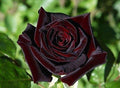 Red Baccara Flower seeds for Planting Seasonal Bloomer, Heirloom & GMO Free Seeds for Home Garden seeds for planting