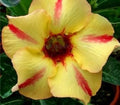 Yellow Red Bellfarm Flower seeds for Planting Wildflower Mix, Heirloom & GMO Free Seeds for Home Garden seeds for planting