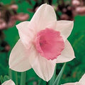 Pale Pink Narcissus Flower seeds for Planting Shade Tolerant, Heirloom & GMO Free Seeds for Home Garden seeds for planting