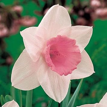 Pale Pink Narcissus Flower seeds for Planting Shade Tolerant, Heirloom & GMO Free Seeds for Home Garden seeds for planting