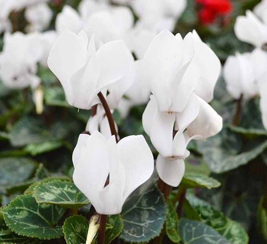 Green White Cyclamen Flower seeds for Planting Low Maintenance, Heirloom & GMO Free Seeds for Home Garden vegetable and garden seeds